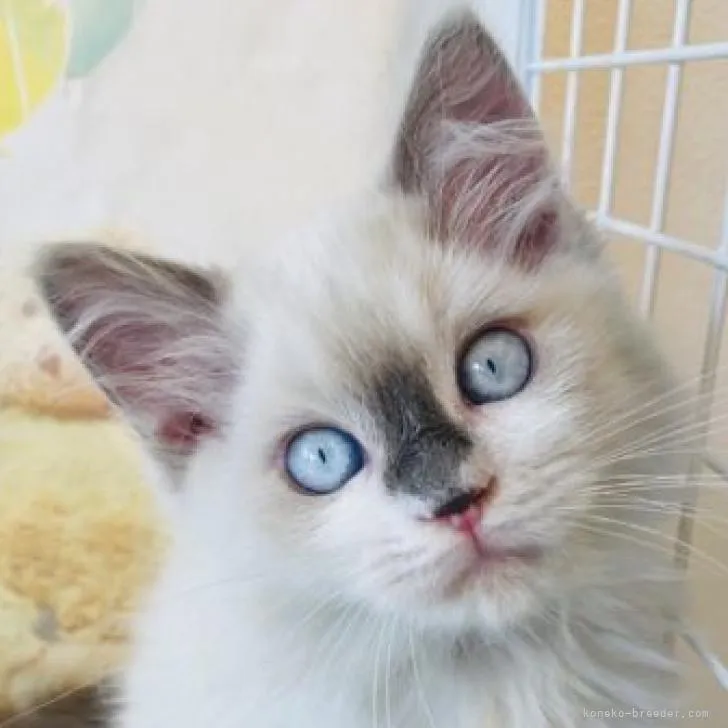 ID：2208-00645の子猫