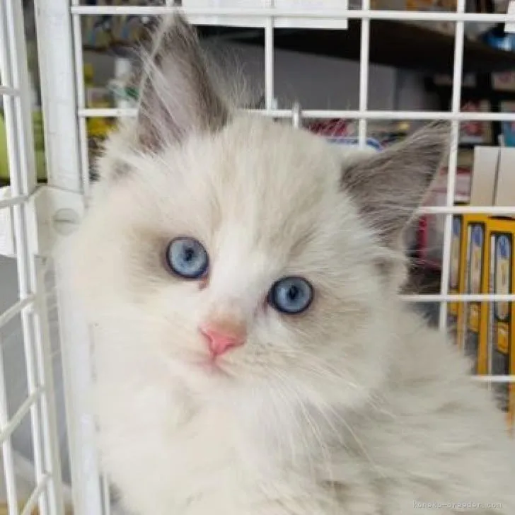 ID：2212-01797の子猫