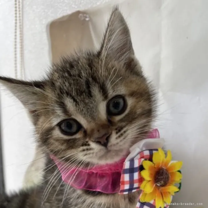 ID:2305-00717の子猫