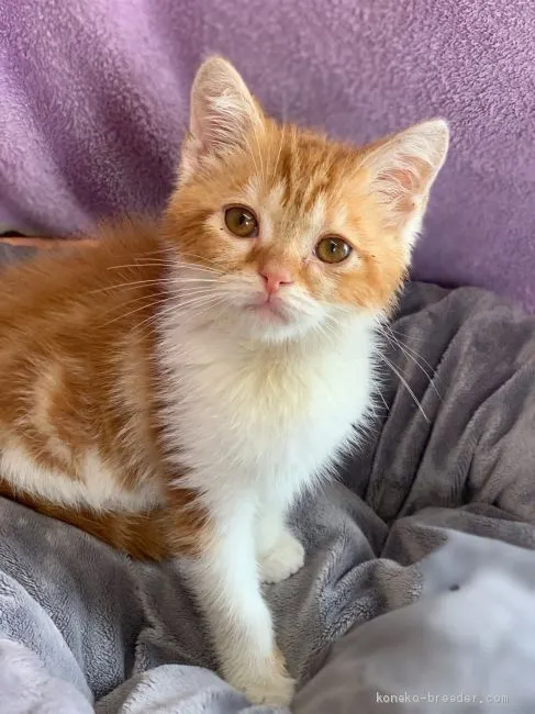 ID：1905-00206の子猫