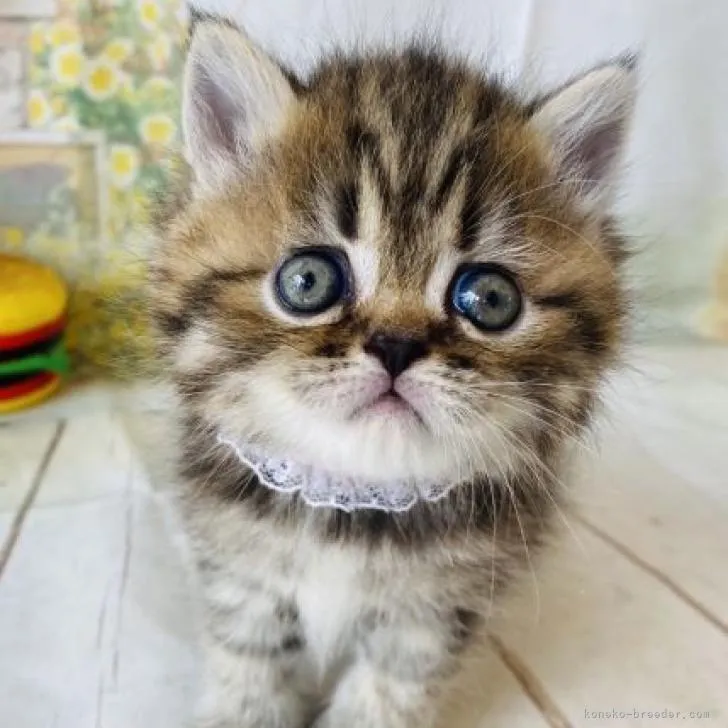 ID：2207-01086の子猫