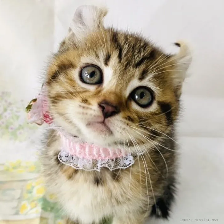 ID:2306-00221の子猫