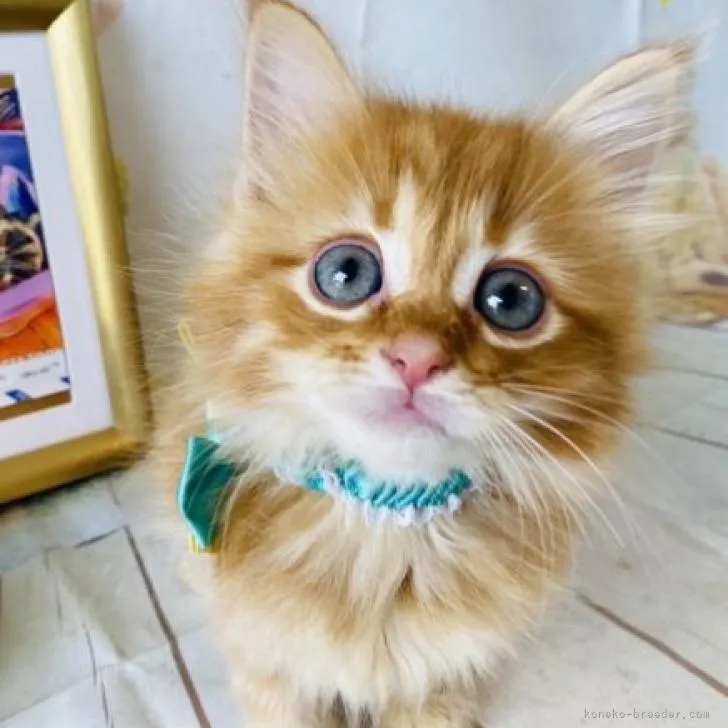 ID:2207-02209の子猫