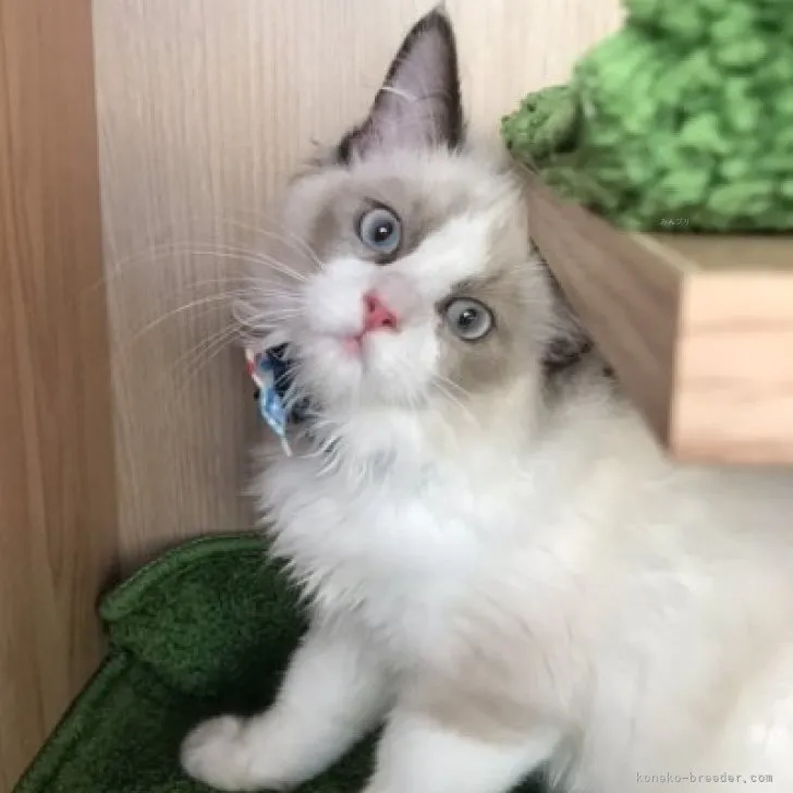 ID:2310-01122の子猫