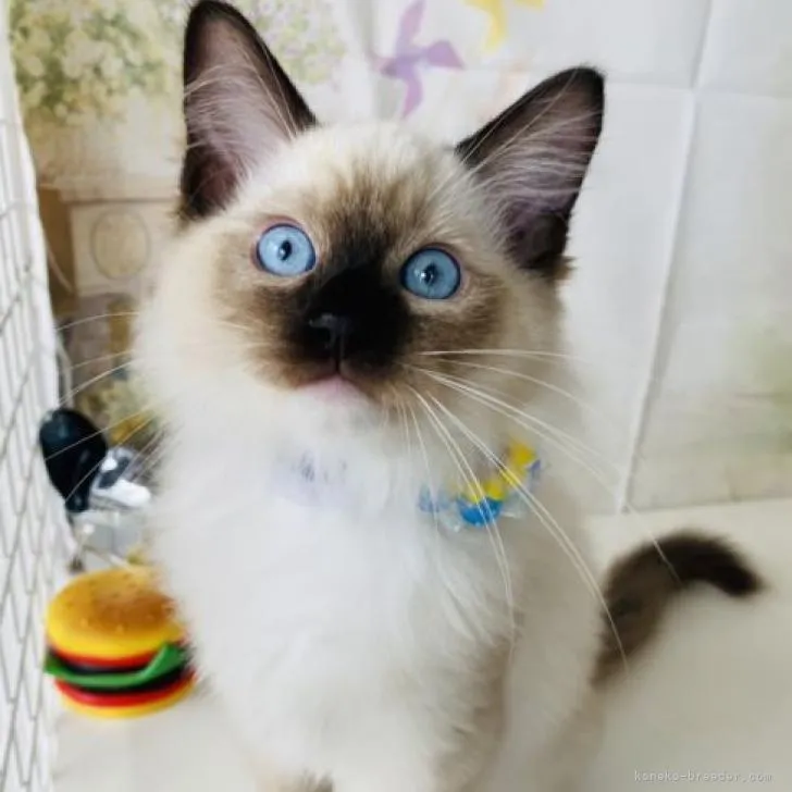 ID：2208-00891の子猫