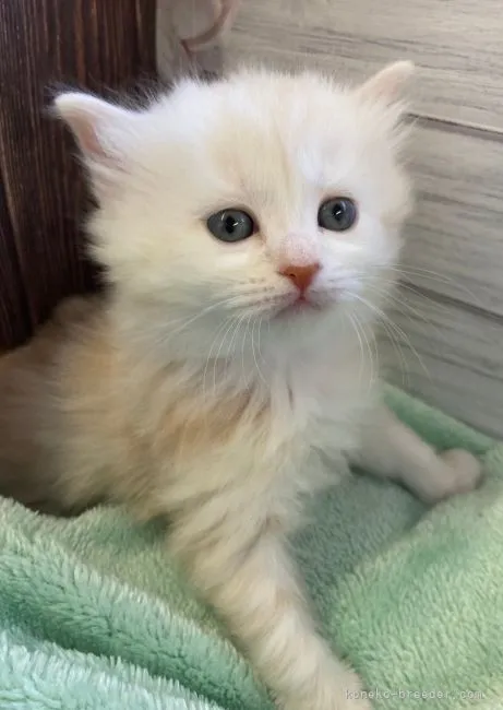 ID:2202-00215の子猫