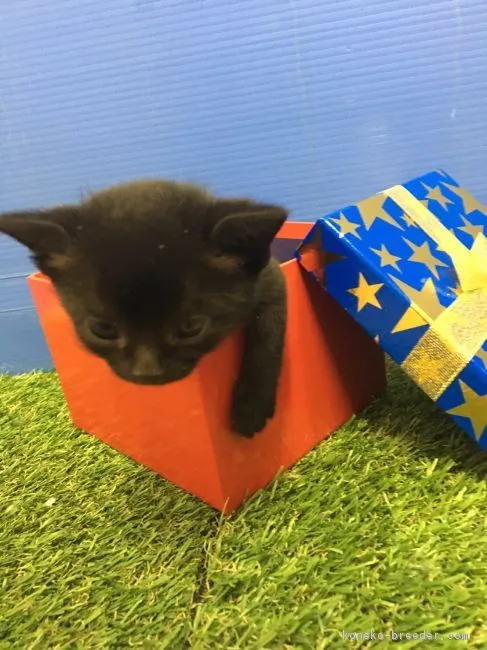 ID：1703-00272の子猫