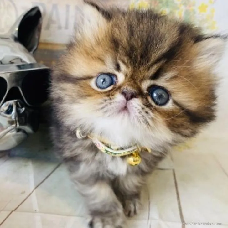 ID：2207-01087の子猫