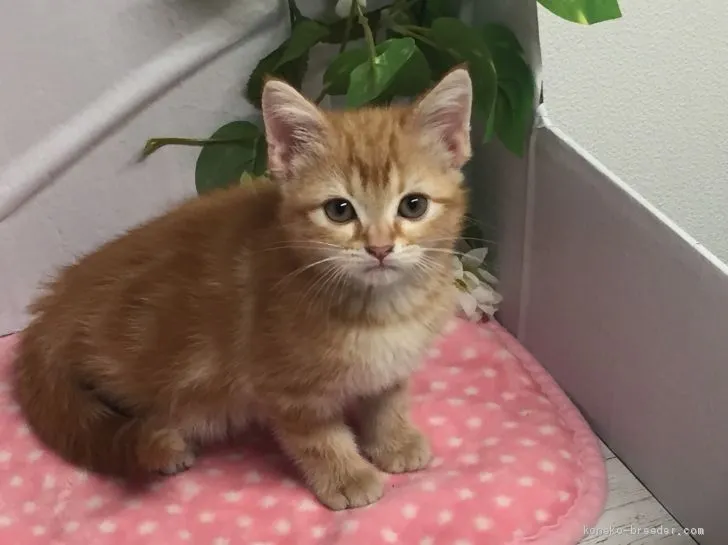 ID：2005-02536の子猫