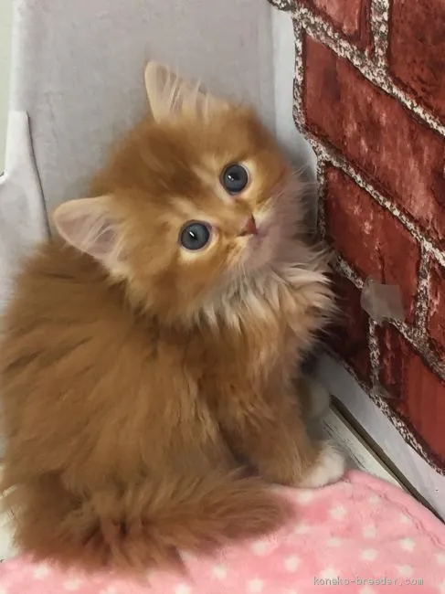 ID：2005-01183の子猫