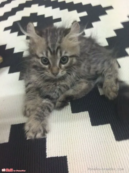 ID:1509-00488の子猫