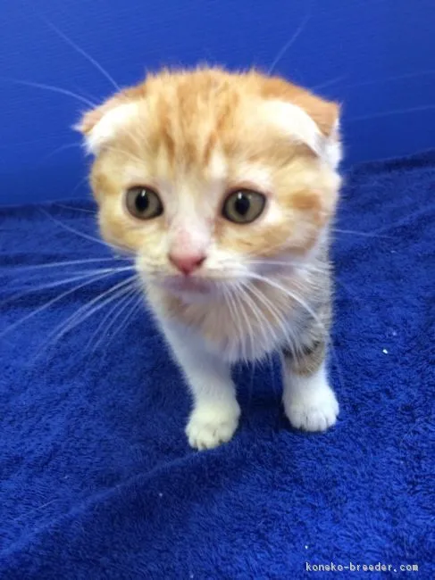 ID:1605-00802の子猫