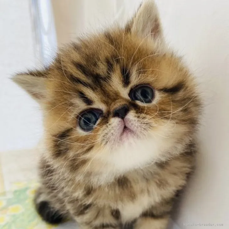 ID：2305-00417の子猫