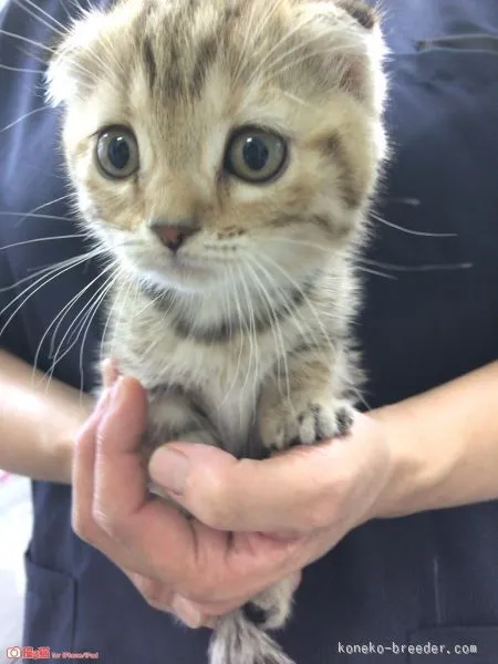 ID:1509-00577の子猫