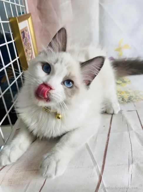 ID：2201-00150の子猫