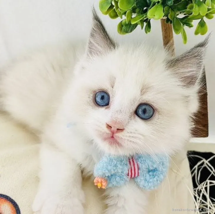 ID:2311-00289の子猫