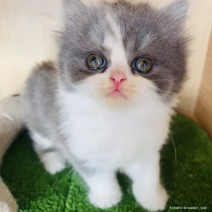 ID：2308-01672の子猫