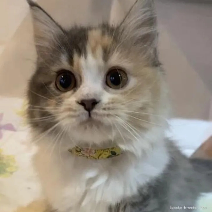 ID:2301-00500の子猫