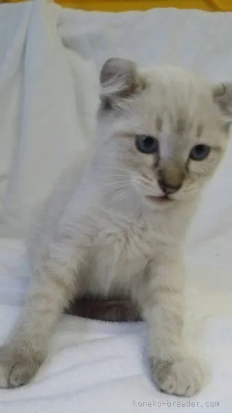 ID：1509-00482の子猫