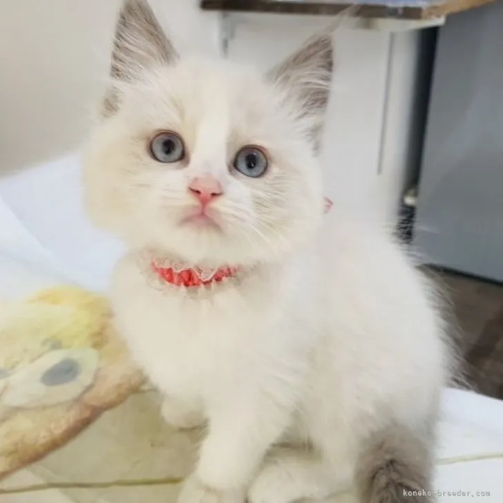 ID：2305-01700の子猫