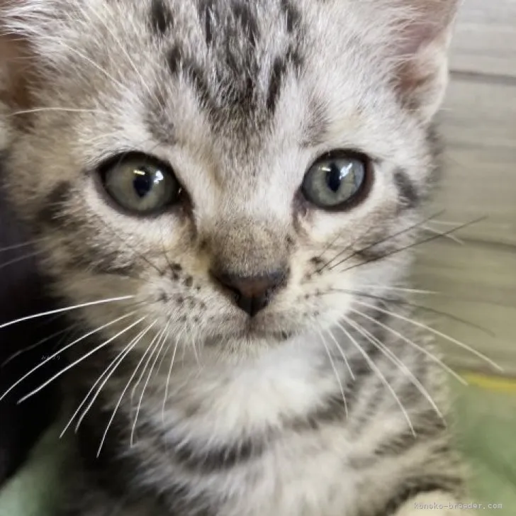 ID：2309-00510の子猫