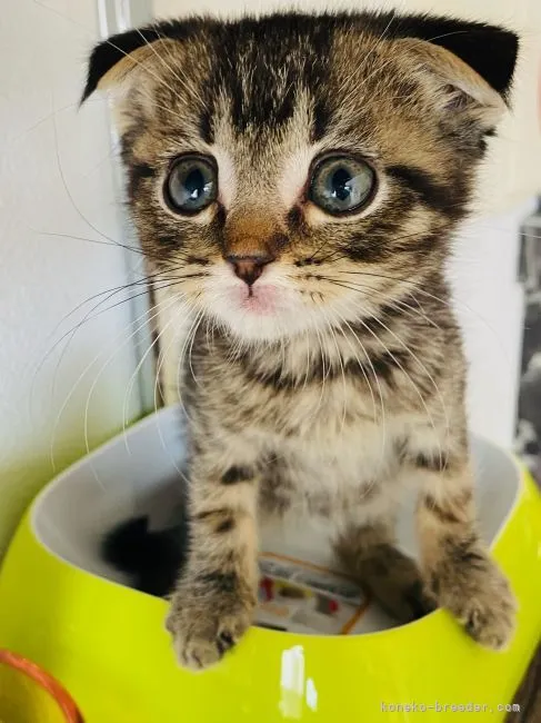 ID：2106-00621の子猫