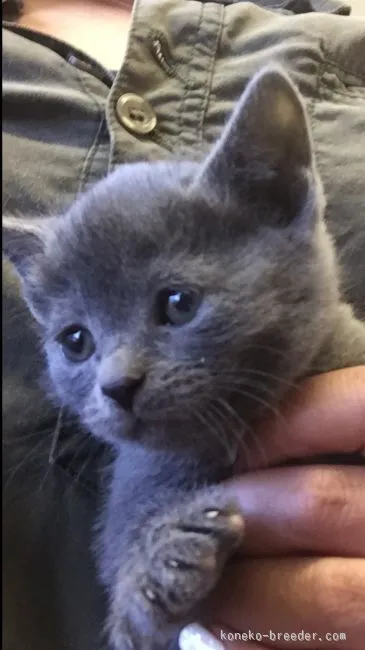 ID：1512-00175の子猫