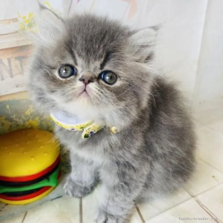 ID:2207-01084の子猫