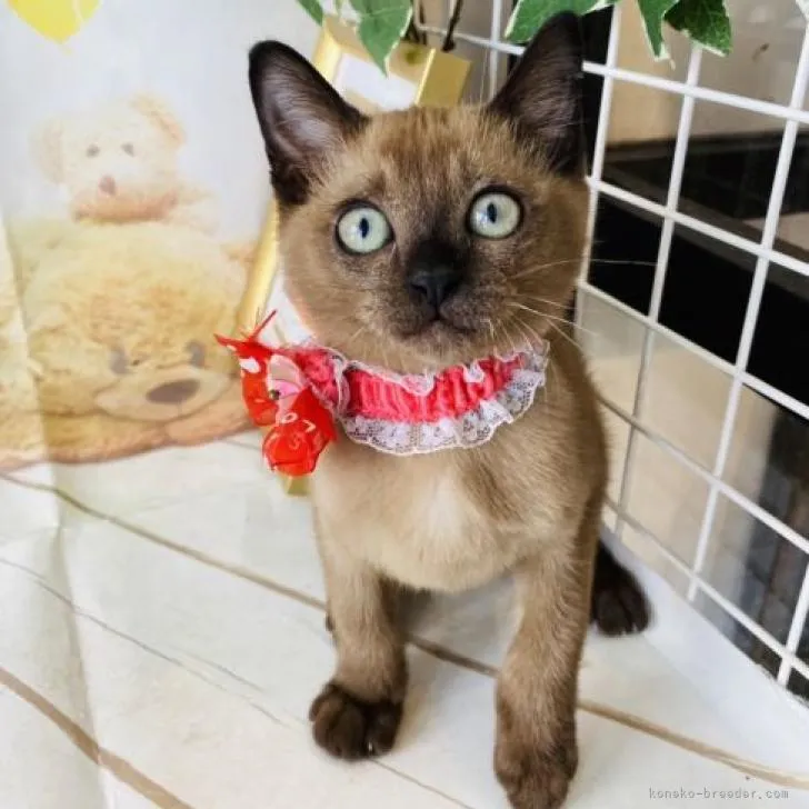 ID：2207-01024の子猫