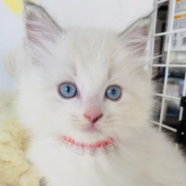 ID：2211-02633の子猫