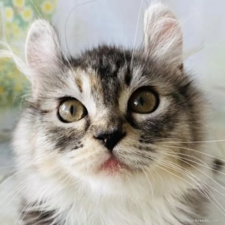 ID：2208-00220の子猫