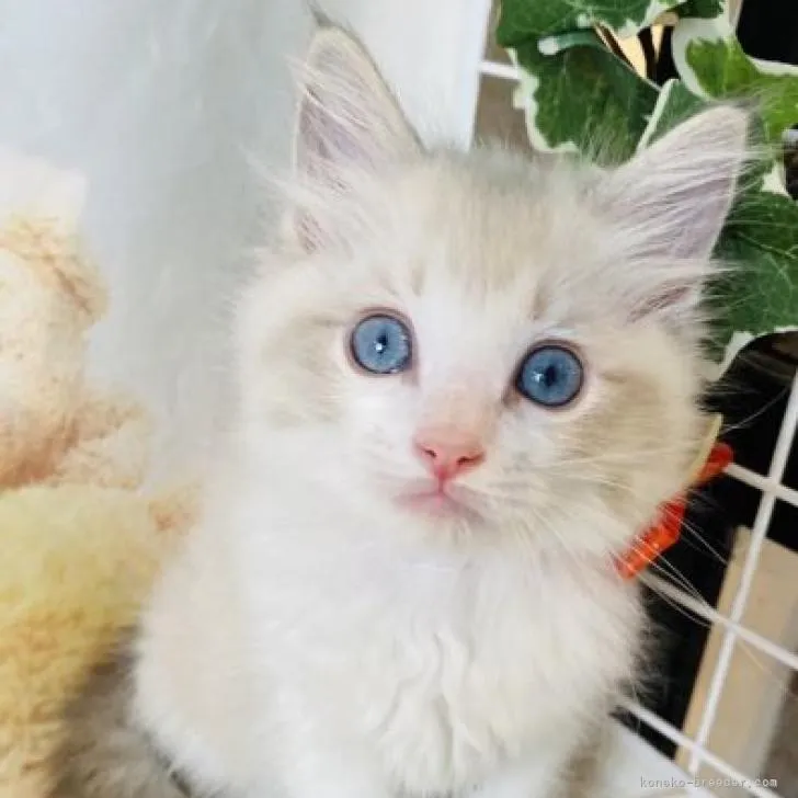 ID:2208-00216の子猫