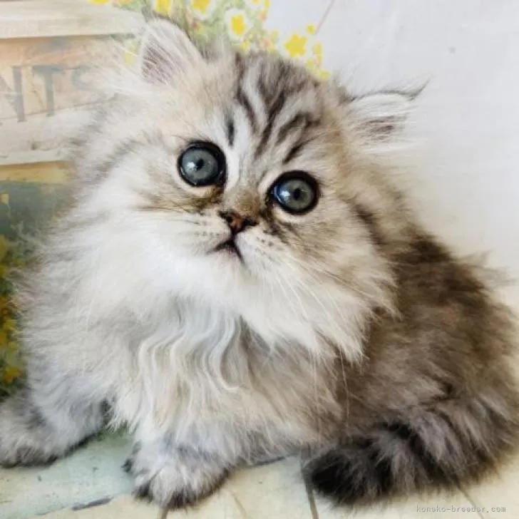 ID：2208-02762の子猫