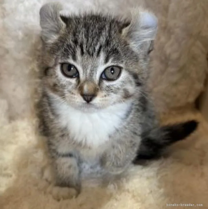 ID：2210-01776の子猫