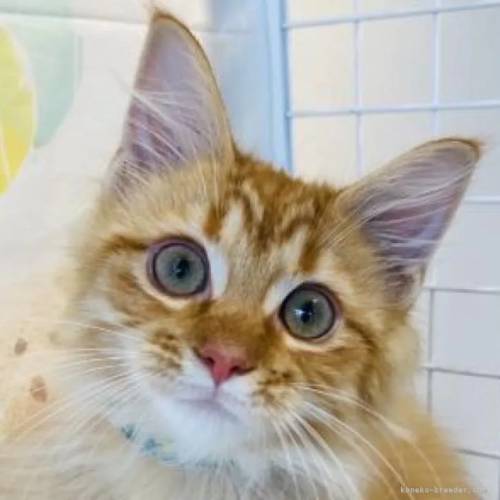 ID:2207-02208の子猫