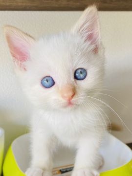 マンチカン(長足)【群馬県・男の子・2021年5月2日・レッドポイント】の写真「しろちゃん😊」