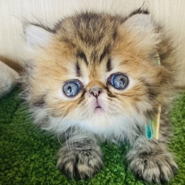 エキゾチックショートヘア【群馬県・男の子・2023年7月13日・ブラウンタビー】の写真「TV出演します💙収録済」