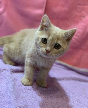 マンチカン(長足)【群馬県・女の子・2019年4月6日・クリームタビー】の写真「可愛いです♡」