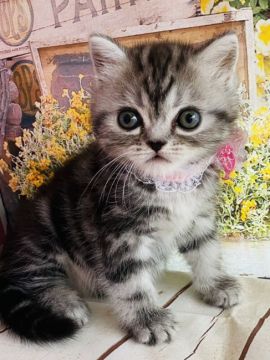 ミヌエット【群馬県・女の子・2021年7月8日・シルバータビー】の写真「可愛い❤️」