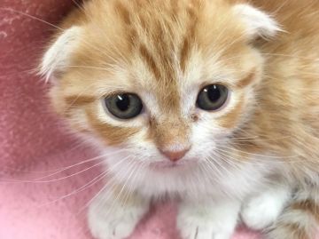 マンチカン【群馬県・女の子・2017年5月8日・レッドタビー&ホワイト】の写真「スコマンチ足短か 女の子♡」