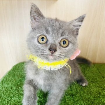 ブリティッシュショートヘア【群馬県・女の子・2023年8月18日・ブルークリーム】の写真「可愛いです♡新宿でも対応可能」