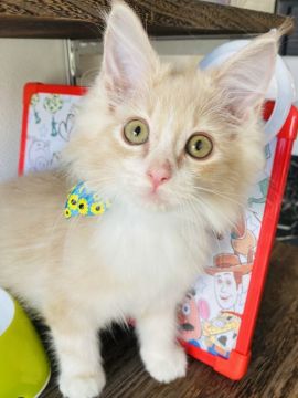 ノルウェージャンフォレストキャット【群馬県・男の子・2021年5月1日・クリームタビー&ホワイト】の写真「懐っこい子❤️」