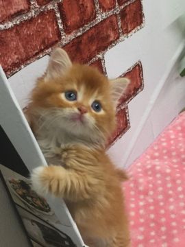 マンチカン(長足)【群馬県・男の子・2020年3月25日・レッドタビー&ホワイト】の写真「可愛いマンチカンくん♡」