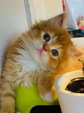 マンチカン(長足)【群馬県・女の子・2021年4月19日・レッドタビー&ホワイト】の写真「可愛いもこもこです😊」