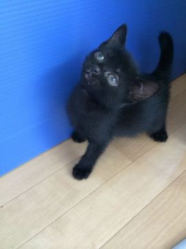 ボンベイ【群馬県・男の子・2016年5月20日・ブラック】の写真「可愛いクロちゃん♡」