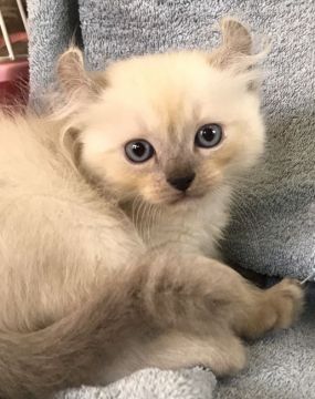 アメリカンカール【群馬県・男の子・2017年5月18日・シールスポイント】の写真「可愛いカールくんです♡」