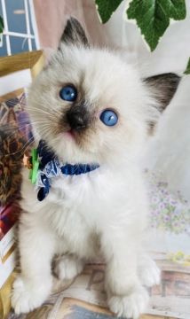 ラグドール【群馬県・男の子・2022年3月8日・シールポイント】の写真「可愛いです💙❤️」