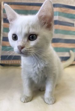 アメリカンカール【群馬県・男の子・2018年11月7日・ホワイト】の写真「可愛い顔立ちです♡」