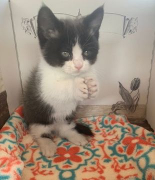 マンチカン(短足)【群馬県・男の子・2020年2月13日・ブラックスモーク&ホワイト】の写真「ユニークな毛色です♡」