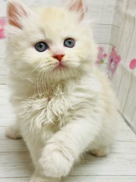 マンチカン(長足)【群馬県・女の子・2021年4月19日・レッドタビー&ホワイト】の写真「可愛いもふもふちゃん♡」